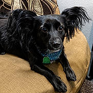Dakota joined the competition — help win amazing prizes! animal, black_dog, canine, carpet, close_up, collar, companion, couch, dog, ears, eyes, front_legs, fur, indoor, pet, pillow, relaxed, resting, snout, tag