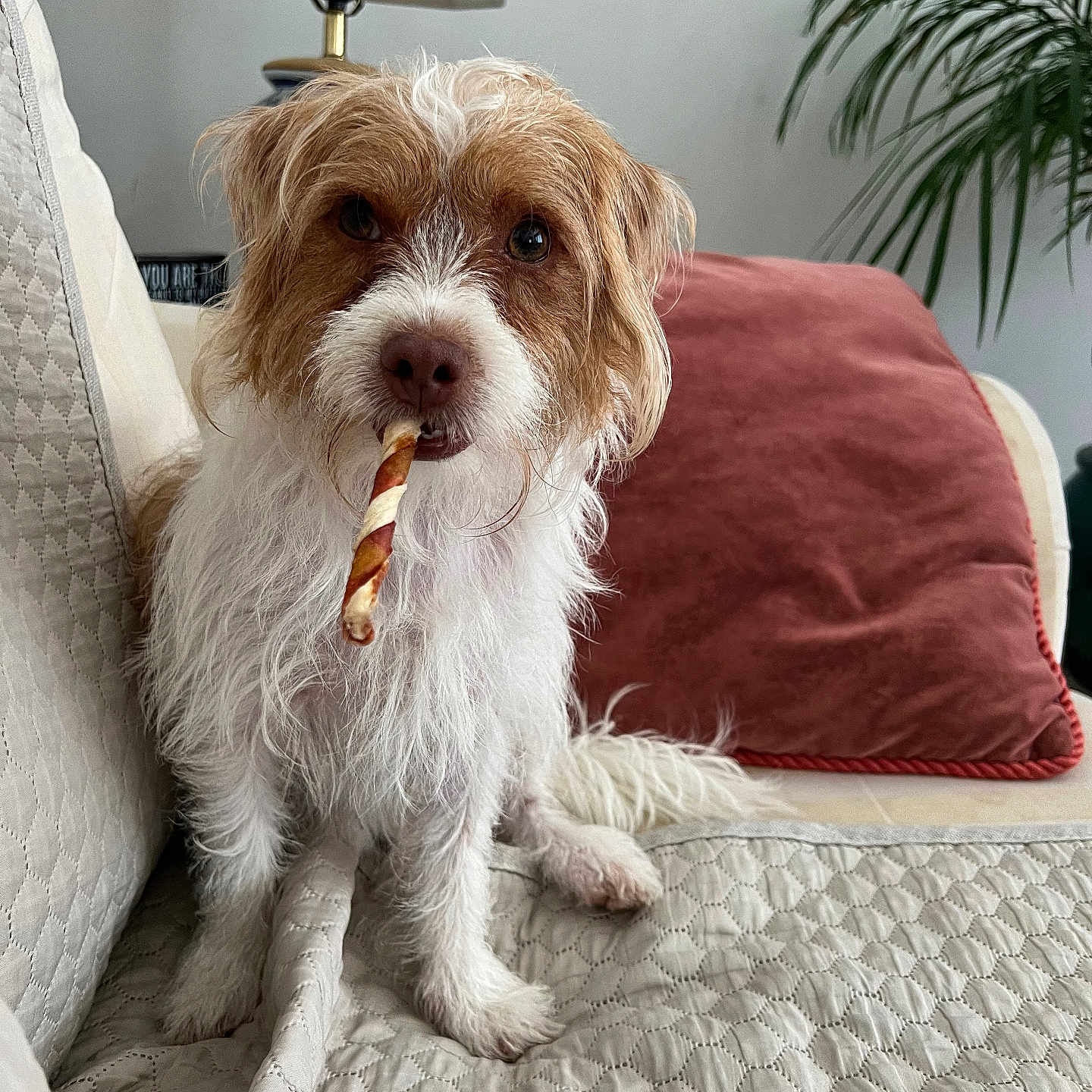 Lulu joined the competition — help win amazing prizes! animal, brown_and_white, companion, couch, cozy, cute, dog, fur, home_decor, indoor, lamp, looking_at_camera, pet, plant, quilted_blanket, red_pillow, relaxed, sitting, treat, whiskers