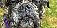Oreo is registered to the contest to win money with this photo: dog, brindle_coat, collar, purple_collar, pet, animal, close_up, outdoor, grass, canine, face, fur, ears, whiskers, snout, standing, leash, nature, daylight, portrait