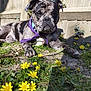 dog, brindle, bandana, purple, collar, outdoor, garden, flowers, yellow_flowers, grass, sunlight, fence, pet, canine, relaxed, lying_down, nature, spring, closeup, daylight