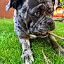 dog, brindle, stick, grass, outdoor, pet, animal, closeup, garden, shed, playful, canine, collar, nature, summer, greenery, paw, fur, daylight, background_blur