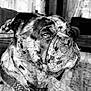 dog, portrait, black_and_white, close_up, collar, indoor, furniture, curtains, patterned, spotted, pet, animal, face, side_view, domestic, canine, calm, looking_away, companionship, household