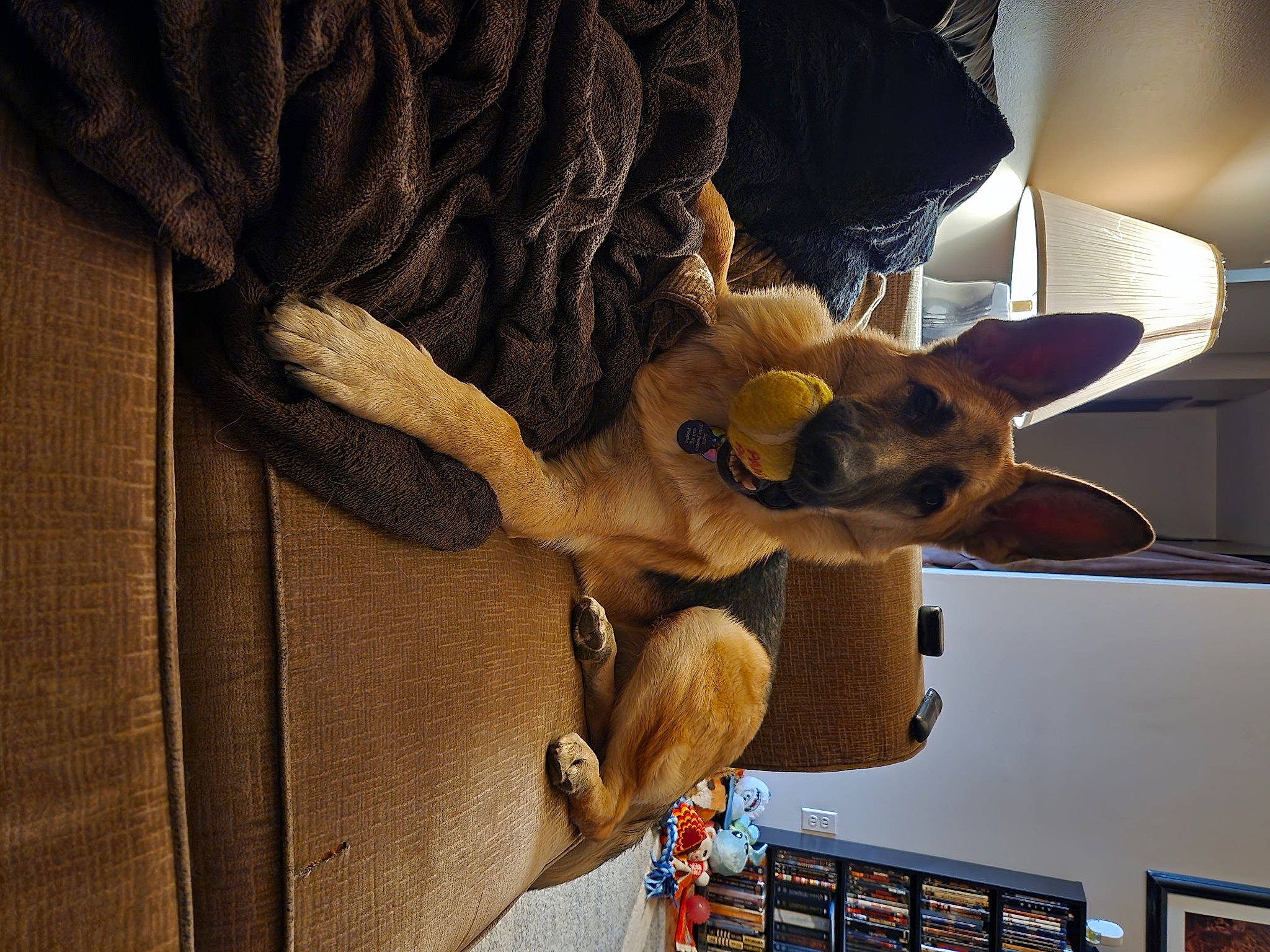 Rain is registered to the contest to win money with this photo: bookcase, canidae, carnivore, companion_dog, dog, dog_breed, ear, fawn, felidae, flooring, fur, room, shelf, small_to_medium_sized_cats, snout, sporting_group, stuffed_toy, tail, whiskers, wood