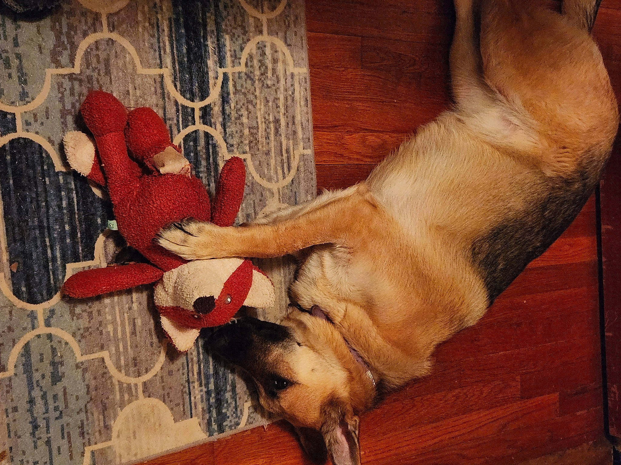 Rain is registered to the contest to win money with this photo: art, canidae, carnivore, comfort, companion_dog, dog, dog_breed, fawn, felidae, foot, fur, human_leg, painting, paw, snout, sporting_group, tail, whiskers, wood, working_animal