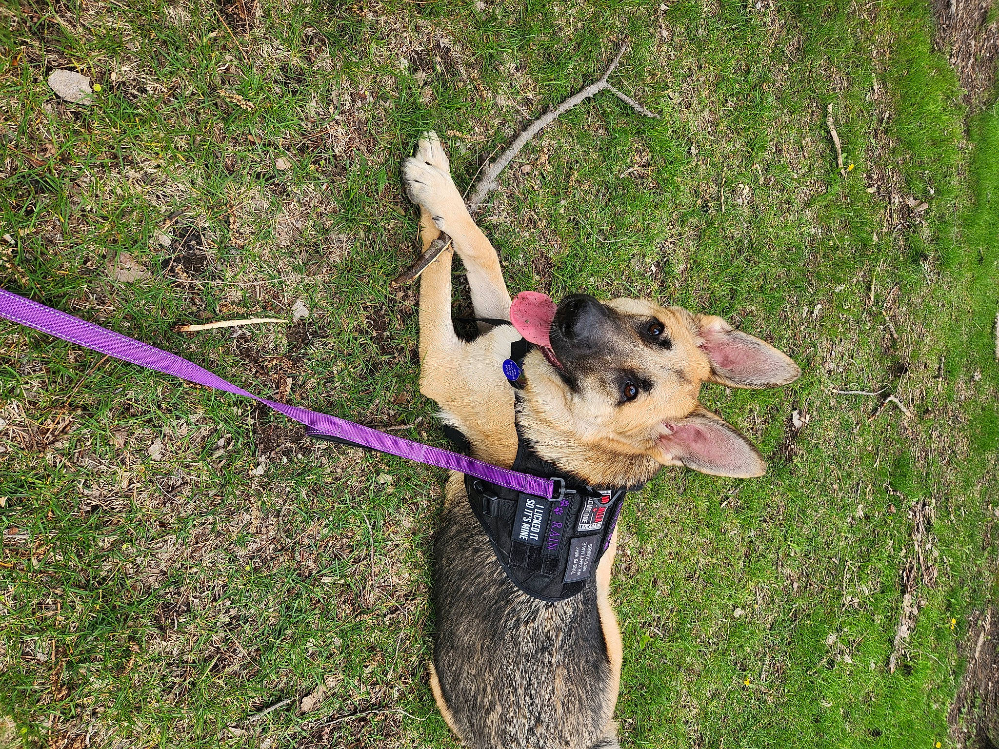 Rain is registered to the contest to win money with this photo: adventure, canidae, carnivore, collar, companion_dog, dog, dog_breed, dog_collar, dog_supply, fashion_accessory, fawn, grass, leash, old_german_shepherd_dog, pet_supply, plant, recreation, sporting_group, tail, working_animal