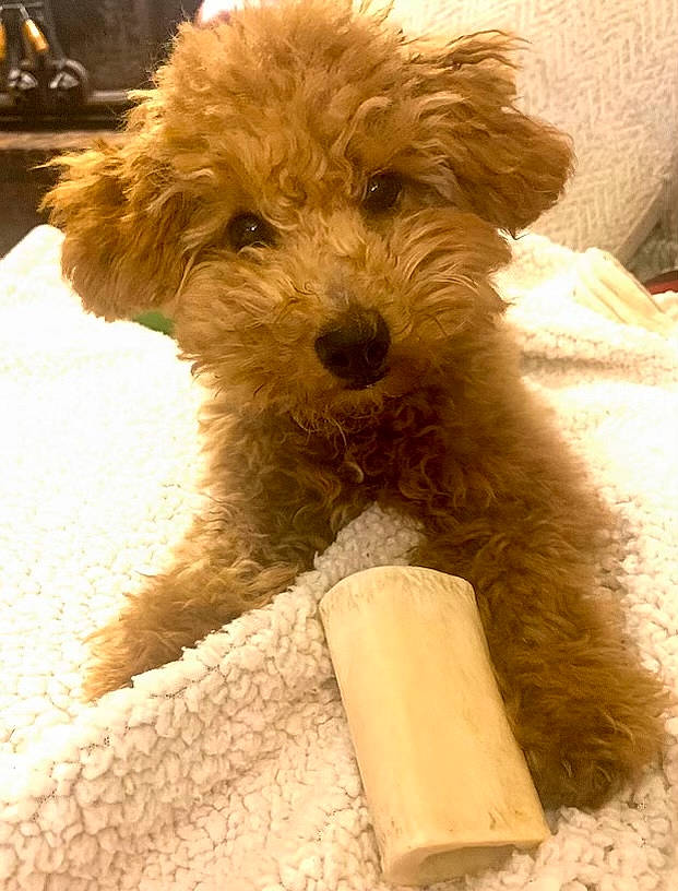 Fig joined the competition — help win amazing prizes! canidae, carnivore, companion_dog, dog, dog_breed, dog_supply, fawn, fur, goldendoodle, labradoodle, poodle_crossbreed, small_terrier, snout, sporting_group, terrier, tire, toy_dog, water_dog, working_animal, yorkipoo