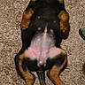 Daisy is registered to the contest to win money with this photo: dog, puppy, black_and_tan, lying_down, on_back, belly_up, sleeping, relaxed, silly, playful, carpet, indoor, pet, paws, tail, floppy_ears, fur, brown, black, portrait