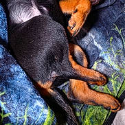 Daisy is registered to the contest to win money with this photo: puppies, dogs, sleeping, cuddling, black_and_tan, small_dogs, pet, animal, cozy, blanket, bed, pillow, plaid, indoors, resting, lying_down, fur, puppy_pile, relaxed, cute