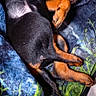 puppies, dogs, sleeping, cuddling, black_and_tan, small_dogs, pet, animal, cozy, blanket, bed, pillow, plaid, indoors, resting, lying_down, fur, puppy_pile, relaxed, cute