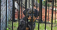 Daisy is registered to the contest to win money with this photo: dog, puppy, rottweiler, black_and_tan, pet, animal, harness, sitting, outdoors, garden, fence, metal_bars, enclosure, grass, leaves, tree, woodland, portrait, looking_at_camera, cute