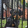 dog, puppy, rottweiler, black_and_tan, pet, animal, harness, sitting, outdoors, garden, fence, metal_bars, enclosure, grass, leaves, tree, woodland, portrait, looking_at_camera, cute