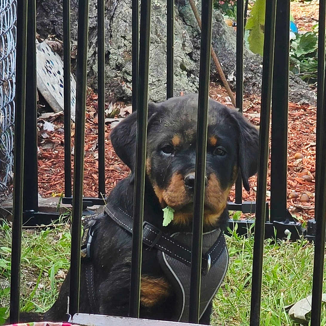Daisy is registered to the contest to win money with this photo: dog, puppy, rottweiler, black_and_tan, pet, animal, harness, sitting, outdoors, garden, fence, metal_bars, enclosure, grass, leaves, tree, woodland, portrait, looking_at_camera, cute