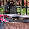 Daisy is registered to the contest to win money with this photo: dog, rottweiler, pet, animal, black_and_tan, sitting, face, tongue, happy, outdoor, fence, metal_bars, garden, grass, tree, mulch, harness, patio, furniture, portrait