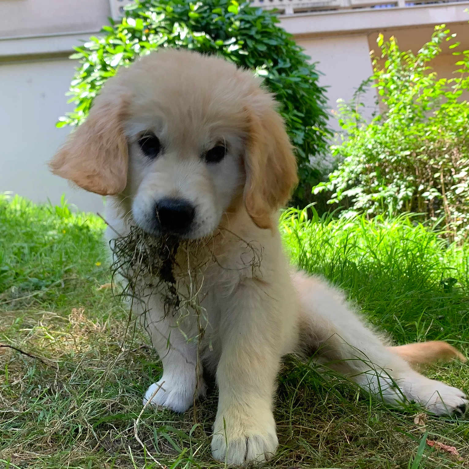 Vicky a rejoint le concours — aidez-le/la à gagner de superbes lots ! adorable, animal, canine, cute, daylight, dog, fluffy, fur, garden, golden_retriever, grass, greenery, mischievous, nature, outdoor, pet, playful, puppy, sitting, young