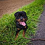 Vasco a rejoint le concours — aidez-le/la à gagner de superbes lots ! dog, rottweiler, grass, tongue_out, happy, outdoor, path, stick, nature, black_and_brown, field, canine, animal, pet, collar, playful, summer, greenery, smiling, resting