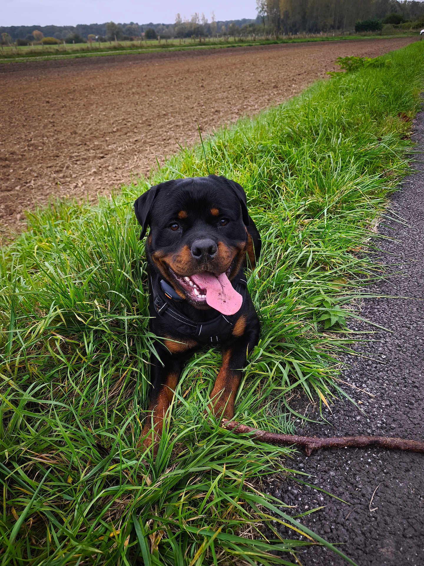 Vasco a rejoint le concours — aidez-le/la à gagner de superbes lots ! dog, rottweiler, grass, tongue_out, happy, outdoor, path, stick, nature, black_and_brown, field, canine, animal, pet, collar, playful, summer, greenery, smiling, resting
