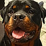 dog, rottweiler, tongue_out, close_up, happy, pet, animal, canine, black_fur, brown_fur, outdoor, sunlight, portrait, friendly, muzzle, ears, nose, teeth, tongue, smiling