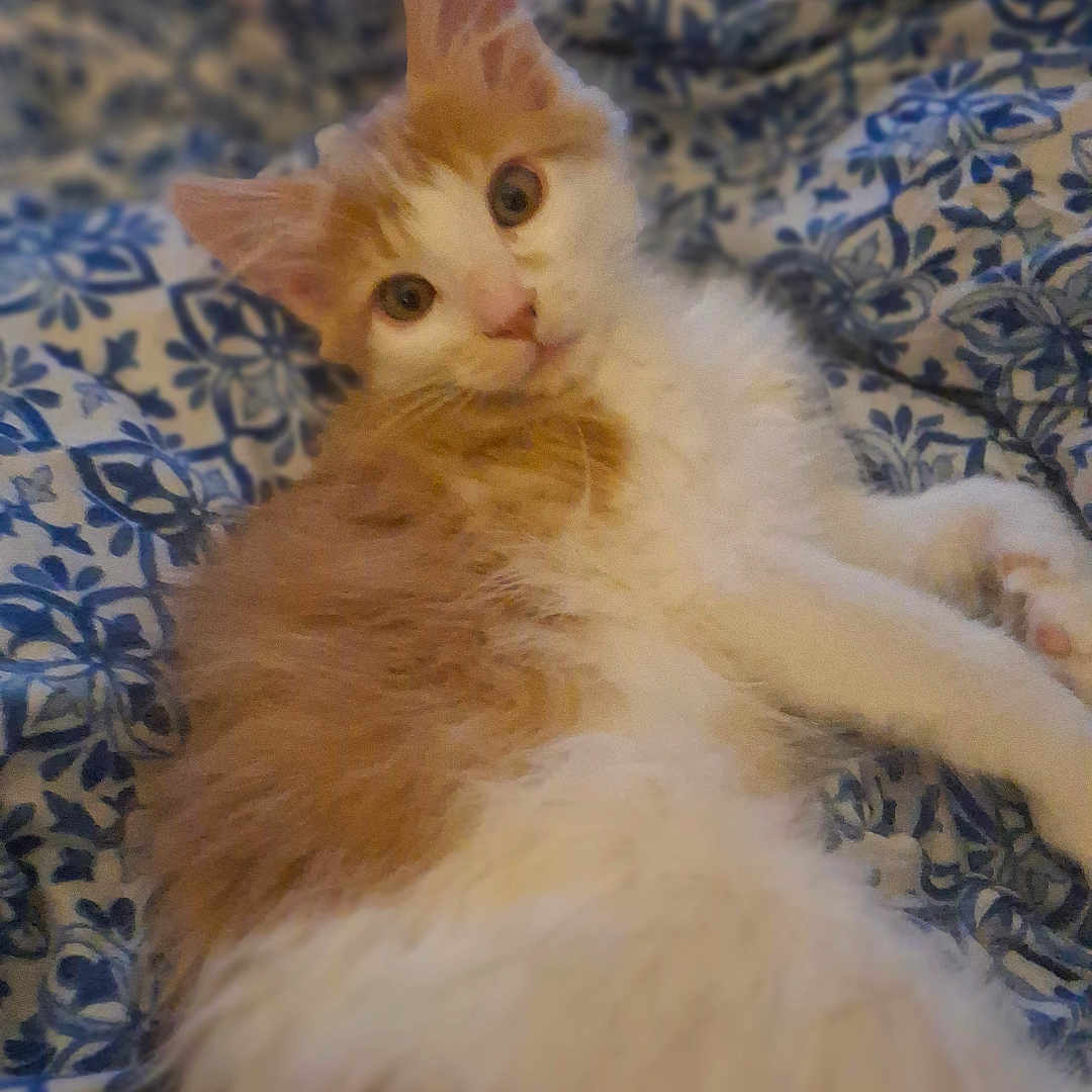 Rusty is registered to the contest to win money with this photo: abyssinian, angora, animal, bed, bedroom, blanket, cat, couch, cushion, furniture, hardwood, homedecor, indoors, kitten, manx, pet, quilt, room, siamese, wood