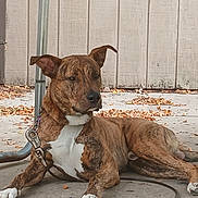 Cookie is registered to the contest to win money with this photo: dog, brindle_coat, leash, collar, concrete, fallen_leaves, wooden_wall, outdoor, pet, resting, paws, nose, ears, portrait, relaxed, metal_pipe, ground, sidewalk, brown, chain