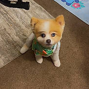Chanel joined the competition — help win amazing prizes! animal, bandana, brown_carpet, carpet, cartoon_character, cute, decor, dog, ears, eyes, face, floor, fluffy, indoor, looking_up, mat, pet, rug, small_dog, stitch
