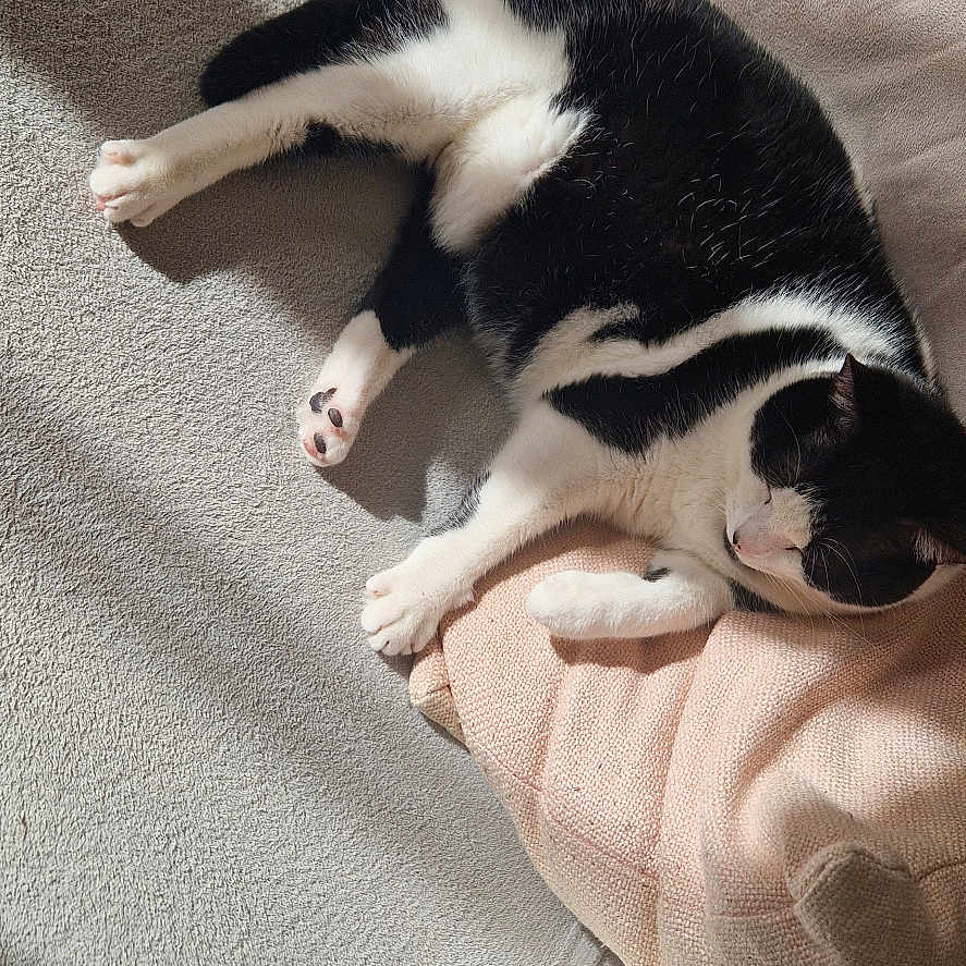 Paloma
