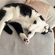 Paloma is registered to the contest to win money with this photo: cat, black_and_white, lounging, couch, pillow, indoor, pet, relaxed, paw_pads, feline, fur, animal, living_room, wooden_floor, cozy, stretching, domestic_cat, home, comfortable, resting