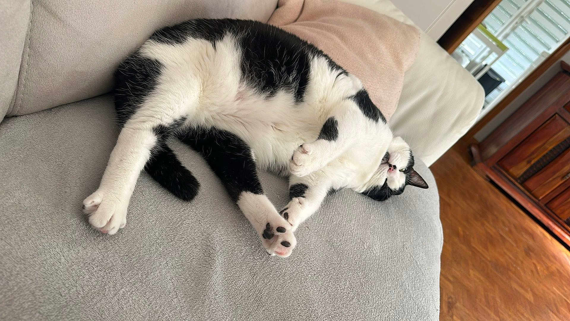 Paloma