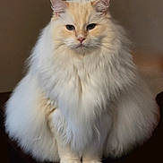 Bailey joined the competition — help win amazing prizes! cat, fluffy, white, cream, feline, pet, animal, indoor, portrait, fur, sitting, cute, face, whiskers, ears, paws, domestic, mammal, closeup, adorable