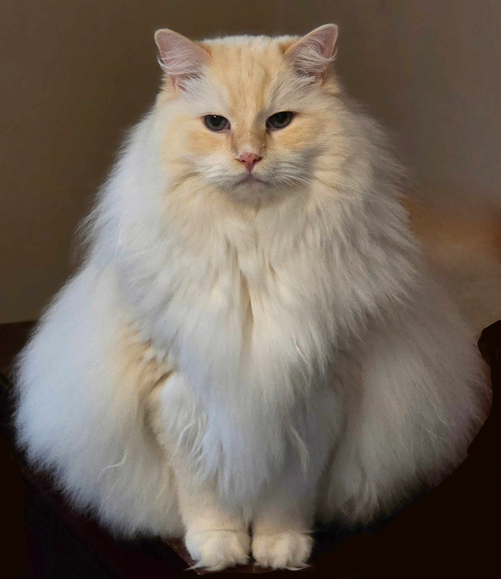 Bailey joined the competition — help win amazing prizes! cat, fluffy, white, cream, feline, pet, animal, indoor, portrait, fur, sitting, cute, face, whiskers, ears, paws, domestic, mammal, closeup, adorable
