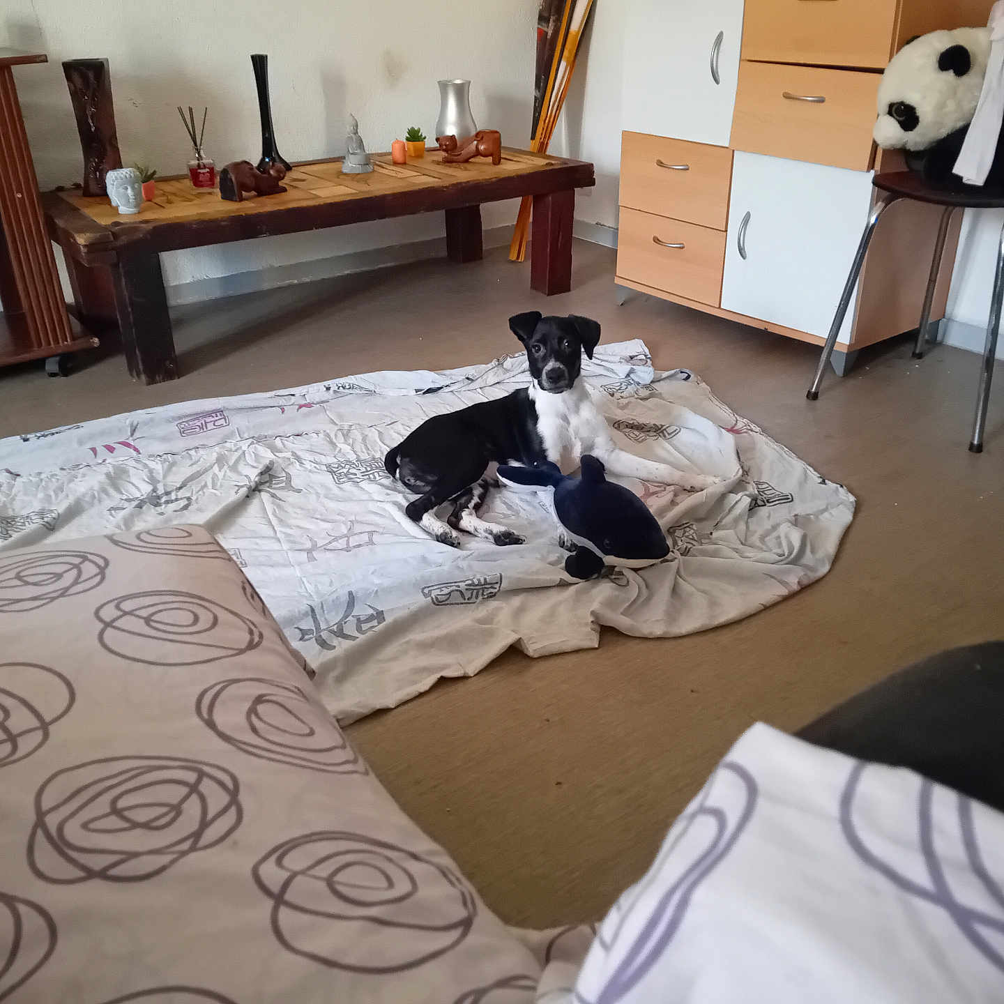 Kira a rejoint le concours — aidez-le/la à gagner de superbes lots ! animal, architecture, bed, bedroom, bird, canine, cat, chair, desk, dog, furniture, indoors, interiordesign, pet, plant, plywood, room, table, toy, wood