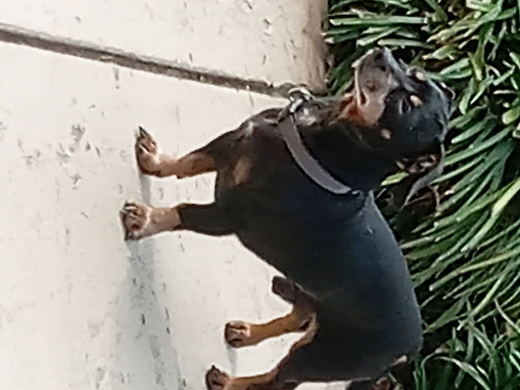 Tazzy is registered to the contest to win money with this photo: adventure, canidae, carnivore, companion_dog, dog, dog_breed, guard_dog, hunting_dog, non_sporting_group, paw, recreation, snout, sporting_group, tail, terrestrial_animal, thigh