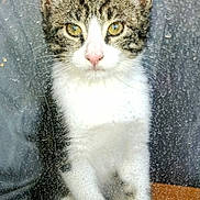 Chloe is registered to the contest to win money with this photo: cat, kitten, tabby, white_fur, window, glass, raindrops, curious, pet, animal, whiskers, ears, face, indoor, closeup, young, feline, sitting, front_paws, reflection