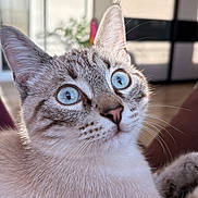 Harry participe au concours pour gagner de l'argent avec cette photo : cat, blue_eyes, close_up, portrait, whiskers, fur, ear, nose, indoor, sunlight, shallow_depth_of_field, curious, pet, domestic_animal, sharp_detail, soft_blanket, sitting, focus, whisker_detail, paws