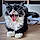 Sylvester