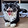 Sylvester