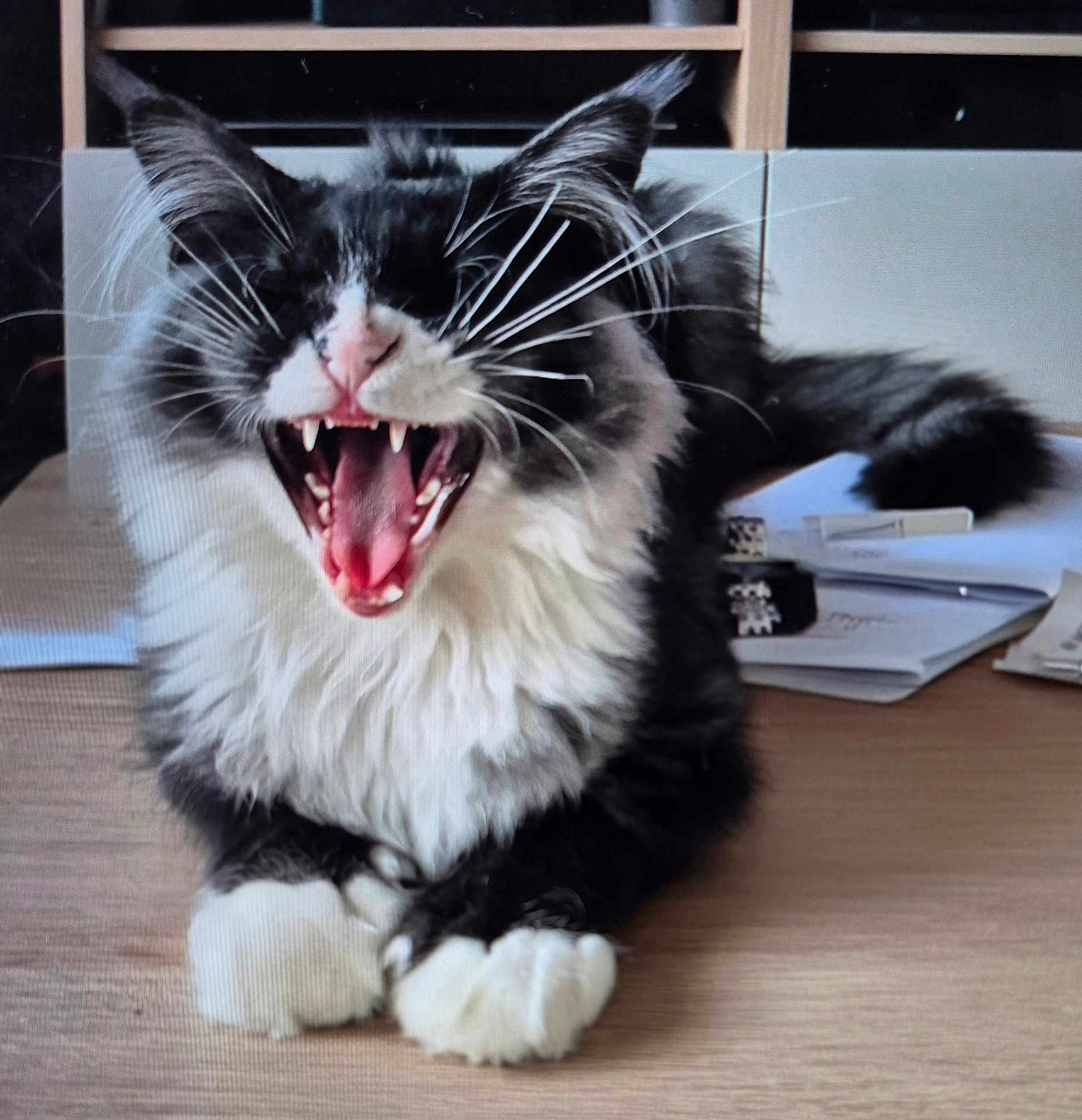 Sylvester is registered to the contest to win money with this photo: cat, yawning, black_and_white, fluffy, whiskers, teeth, paws, wooden_surface, indoor, papers, desk, resting, long_hair, pet, animal, cute, mouth_open, feline, tabby, relaxed