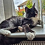 Sylvester is registered to the contest to win money with this photo: cat, windowsill, curtains, black_and_white, fluffy, pet, indoor, relaxed, animal, feline, paw, tail, looking_outside, house, window, daylight, domestic, cozy, resting, nature_view