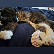 Sylvester is registered to the contest to win money with this photo: cat, sleeping, paws, fluffy, close_up, indoor, resting, pet, feline, whiskers, pink_paw_pads, fur, cozy, blanket, cute, relaxed, animal, tabby, soft, peaceful