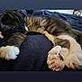 cat, sleeping, paws, fluffy, close_up, indoor, resting, pet, feline, whiskers, pink_paw_pads, fur, cozy, blanket, cute, relaxed, animal, tabby, soft, peaceful