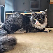 Sylvester is registered to the contest to win money with this photo: alert, animal, cat, curtains, domestic, ears, electronics, fluffy, furniture, gray, home_decor, indoor, pet, relaxed, table, tail, television, whiskers, white, window