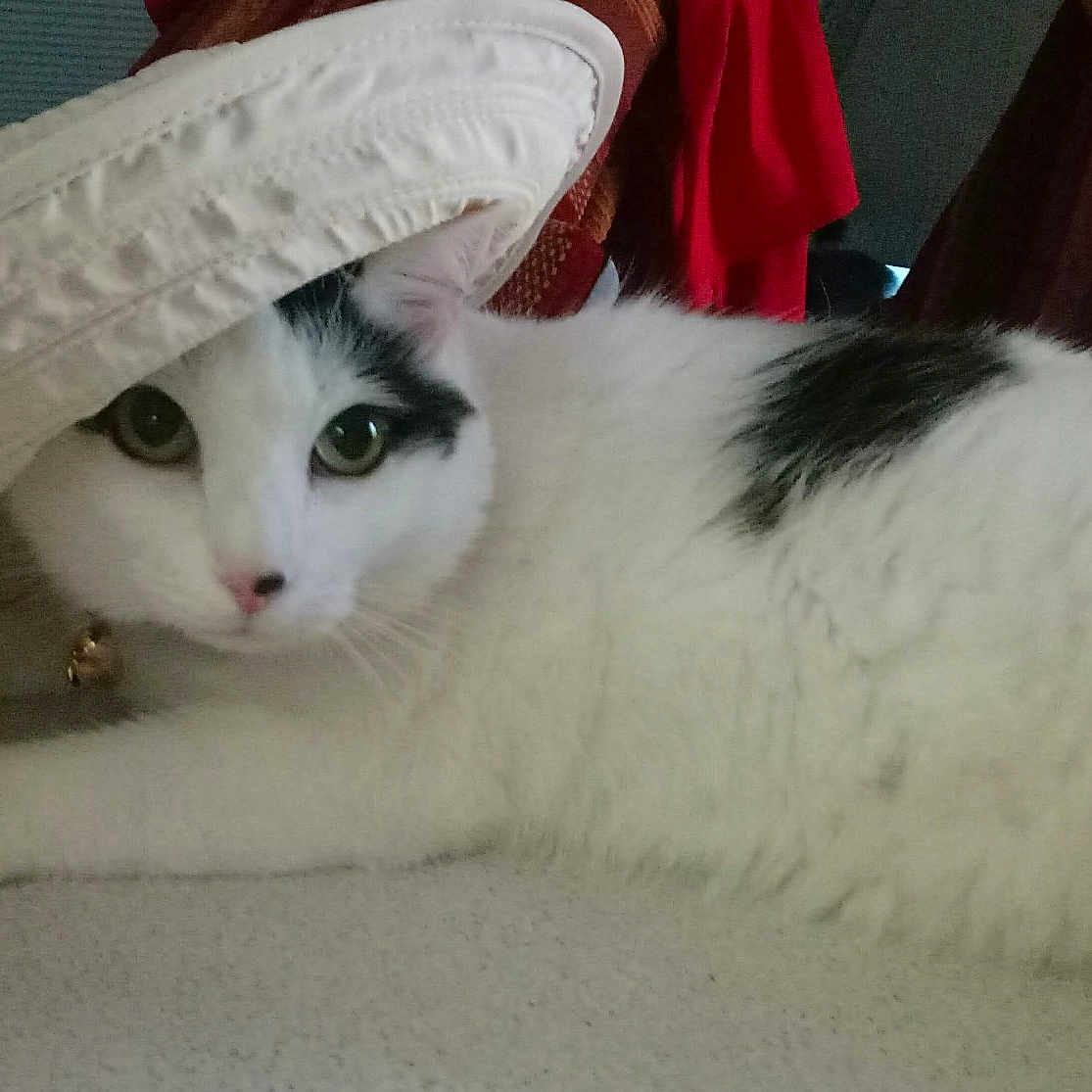 Symba participe au concours pour gagner de l'argent avec cette photo : animal, black_spots, cat, collar, curious, cute, domestic_cat, ears, face, fur, hat, indoor, lying_down, nose, pet, playful, relaxed, resting, whiskers, white_cat