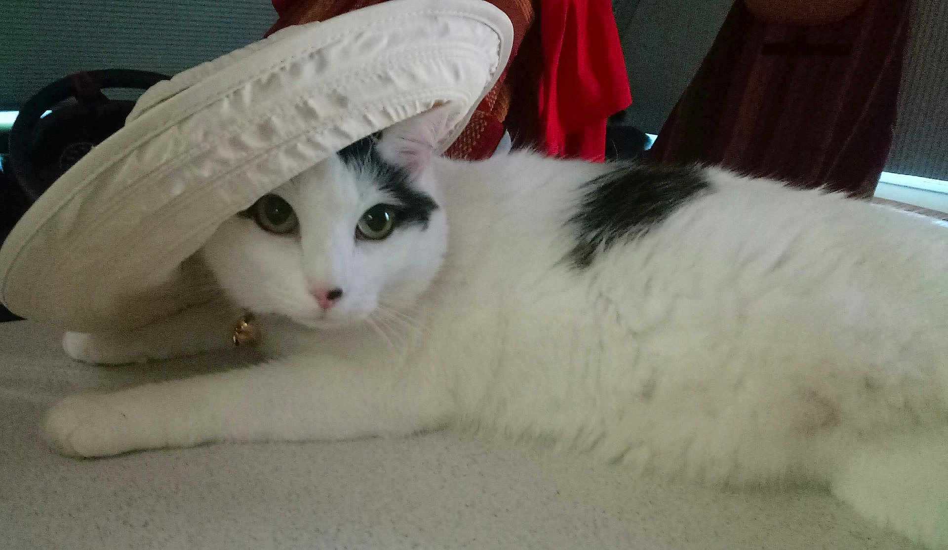 Symba participe au concours pour gagner de l'argent avec cette photo : cat, white_cat, black_spots, hat, pet, animal, cute, indoor, relaxed, lying_down, curious, face, fur, whiskers, ears, nose, collar, domestic_cat, playful, resting