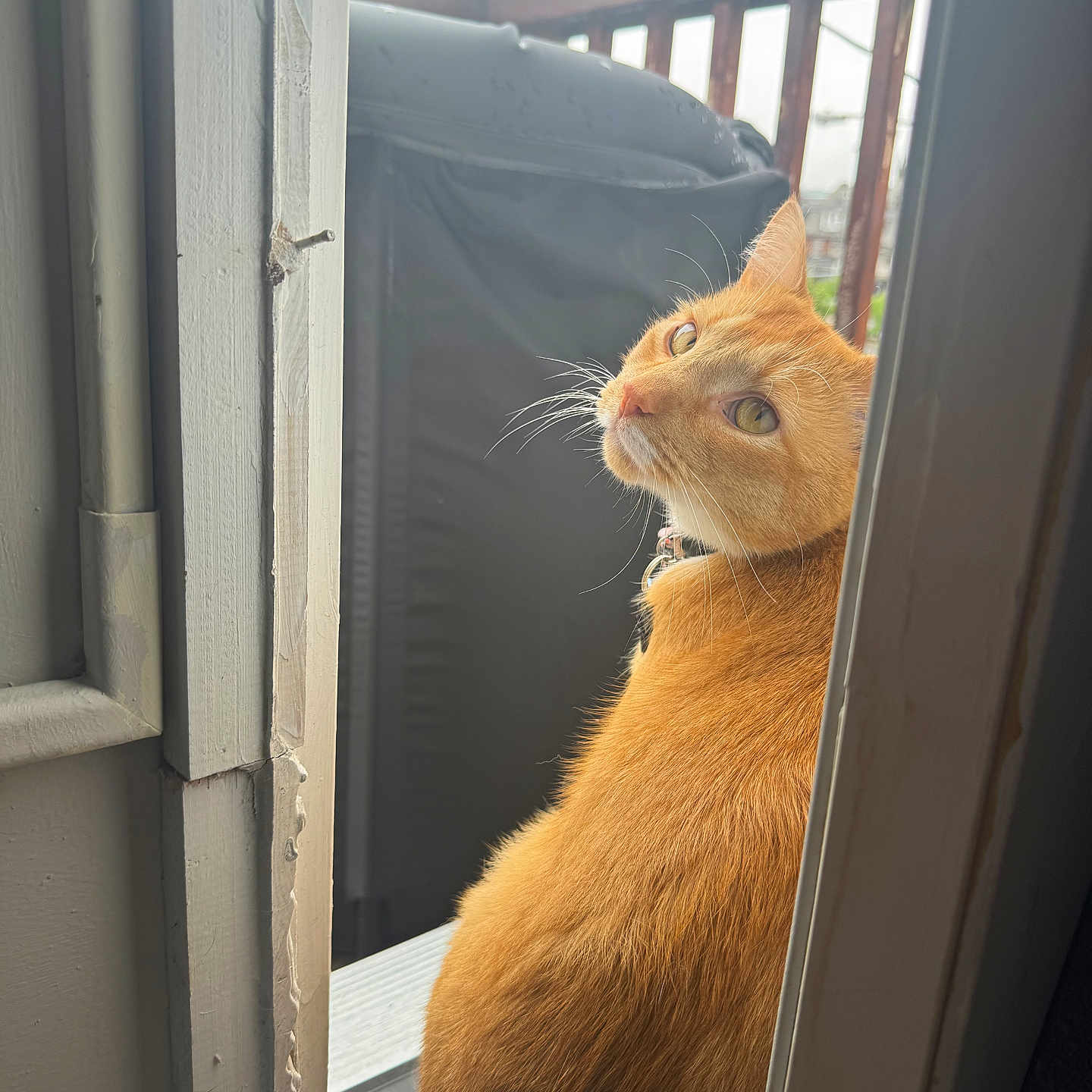 Mayor is registered to the contest to win money with this photo: animal, balcony, cat, collar, cozy, curious, domestic, doorway, feline, fur, indoor, looking_back, orange_cat, outdoor, pet, portrait, soft_light, whiskers, window, wooden_railing