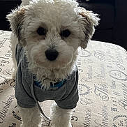 Gus is registered to the contest to win money with this photo: adorable, animal, carpet, clothing, cozy, curly_fur, cute, dog, fabric, fluffy, home, hoodie, indoor, looking, pattern, pet, puppy, small_dog, standing, white_dog