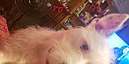 Bruno joined the competition — help win amazing prizes! dog, white_dog, pet, living_room, fan, bookshelf, lamp, flowers, tattoo, hand, television, carpet, ear, furniture, cozy, indoor, blur, closeup, person, home