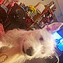 dog, white_dog, pet, living_room, fan, bookshelf, lamp, flowers, tattoo, hand, television, carpet, ear, furniture, cozy, indoor, blur, closeup, person, home