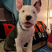 Bruno joined the competition — help win amazing prizes! puppy, dog, pet, ears, collar, couch, blanket, living_room, lamp, curtains, happy, smiling, indoor, fur, animal, cute, sitting, tongue, nose, eyes