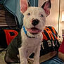 puppy, dog, pet, ears, collar, couch, blanket, living_room, lamp, curtains, happy, smiling, indoor, fur, animal, cute, sitting, tongue, nose, eyes