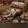 Bruno joined the competition — help win amazing prizes! puppy, dog, blanket, quilt, living_room, carpet, furniture, pet, animal, indoor, cute, cozy, resting, canine, home, soft, pattern, colorful, relaxing, companion