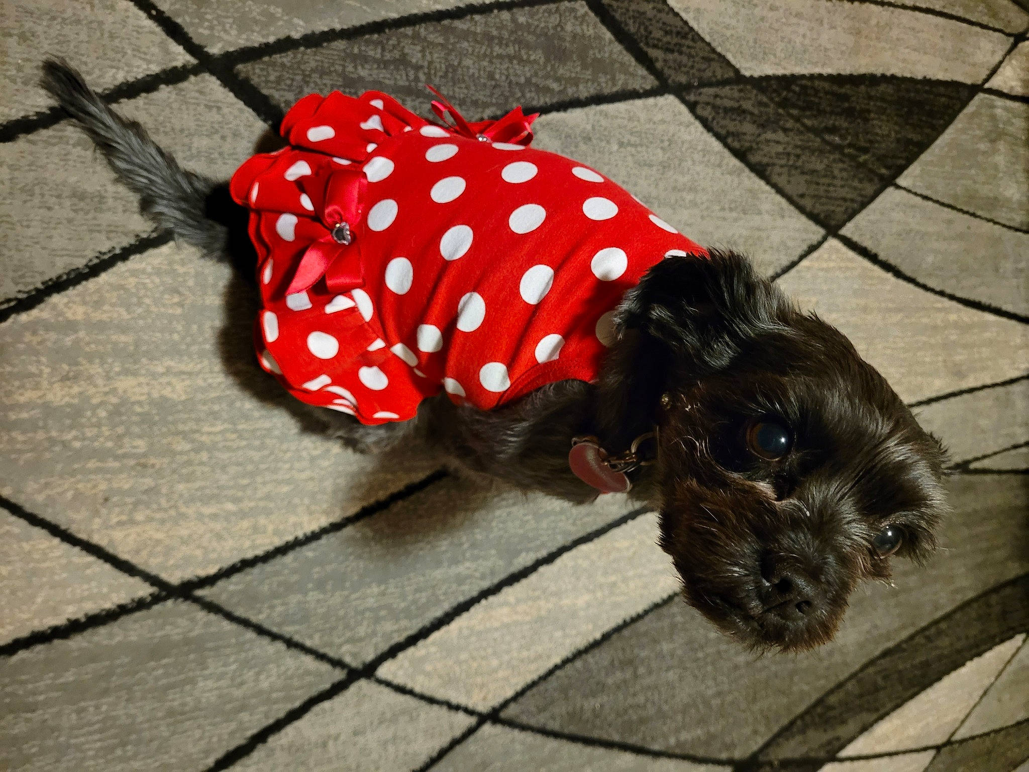 Lola is registered to the contest to win money with this photo: asphalt, carnivore, companion_dog, dog, dog_breed, dog_clothes, dog_supply, fashion_accessory, fawn, floor, flooring, fur, pattern, road, road_surface, sidewalk, snout, tints_and_shades, toy_dog, working_animal